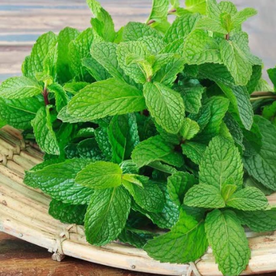 نعناع